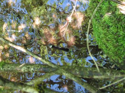 Rebar found in the creek at Kooskia site